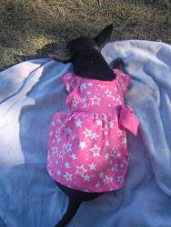 Lost Female Dog last seen Near wewatta st, Denver, CO 80202