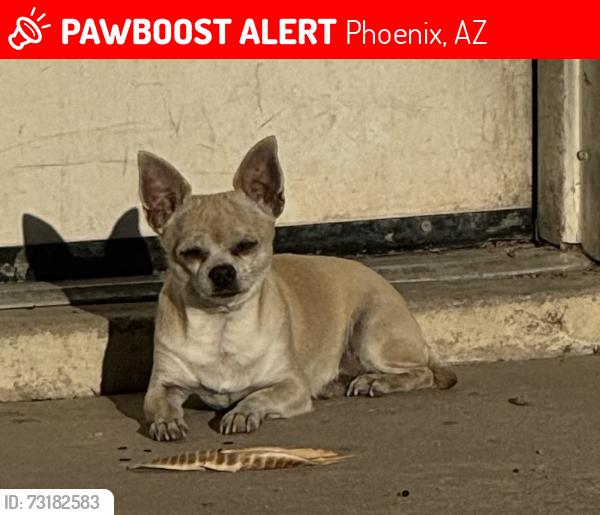 Lost Male Dog last seen Near W Lawrence ln, Phoenix, AZ 85051