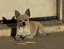 Lost Male Dog last seen Near W Lawrence ln, Phoenix, AZ 85051