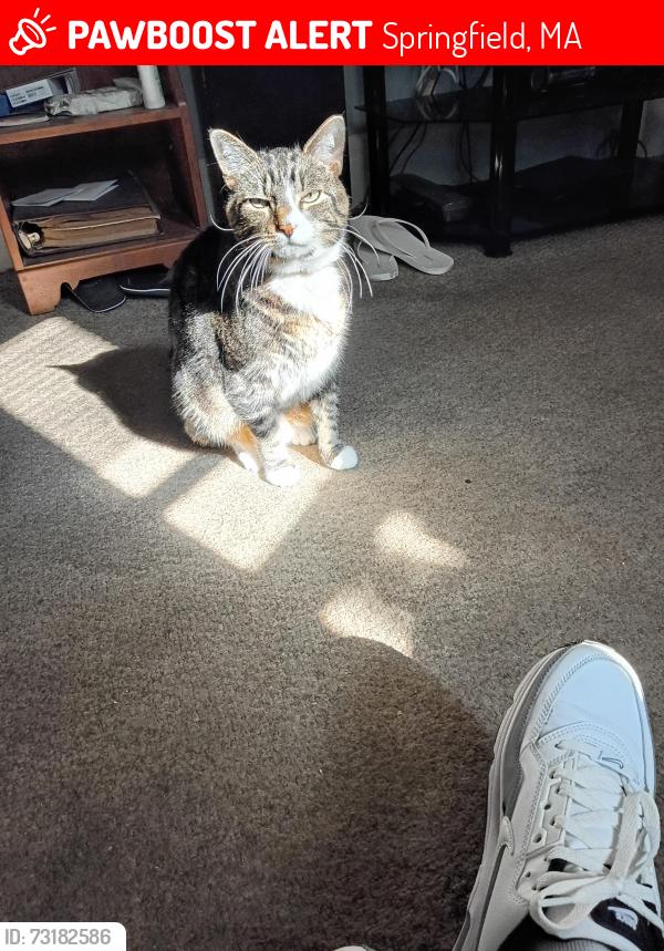 Lost Male Cat last seen Allen Street, Springfield, MA 01108