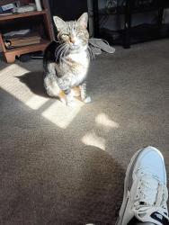 Lost Male Cat last seen Allen Street, Springfield, MA 01108