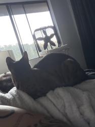 Reunited Female Cat last seen Homewood Dr, Oakland, CA 94611