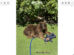 Reunited Female Dog last seen Near south county and via viscaya, Palm Beach, FL 33480