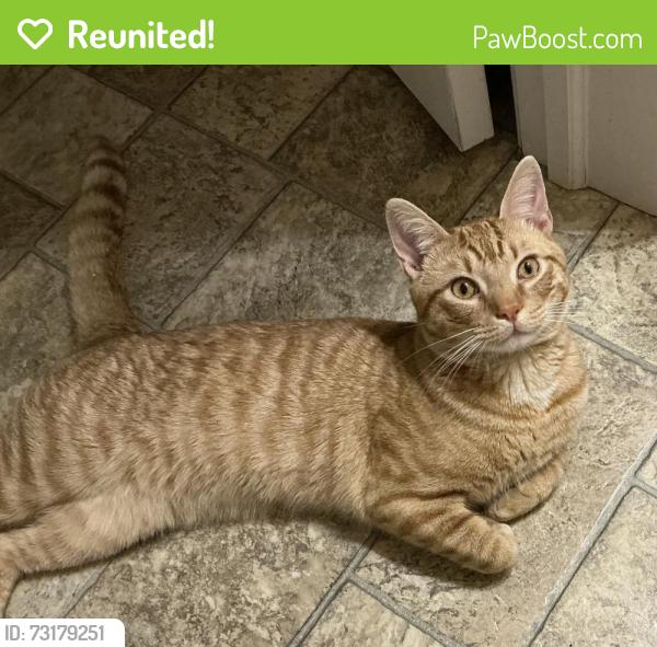 Reunited Male Cat last seen Near Steepbank Road, Lancaster, PA 17602, USA, Lancaster, PA 17602