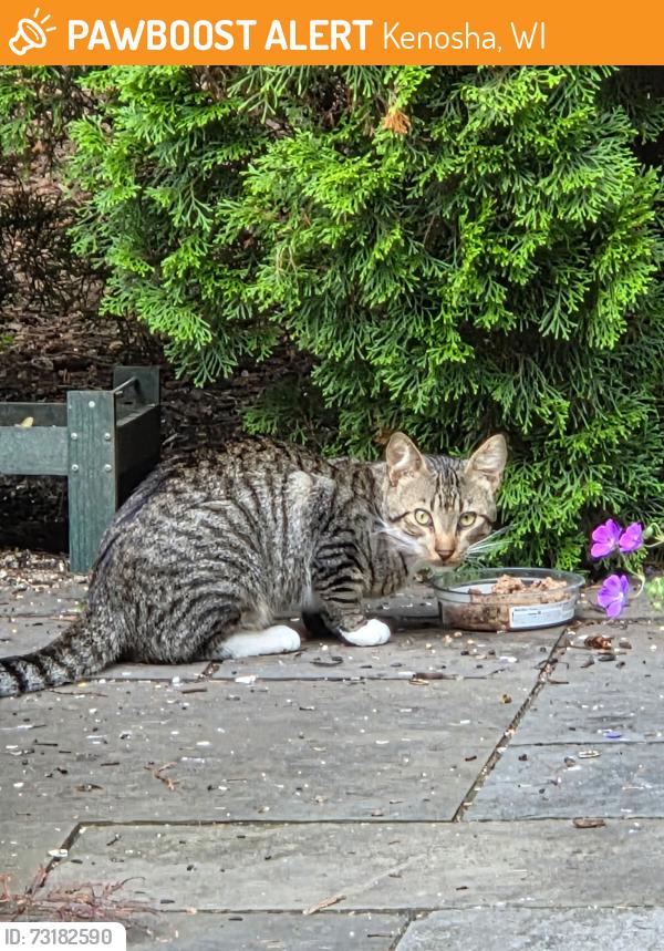 Found/Stray Unknown Cat last seen 22nd Avenue and KR, Kenosha, WI 53144