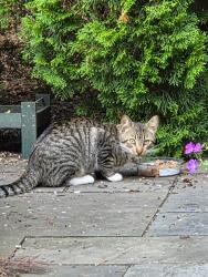 Found/Stray Unknown Cat last seen 22nd Avenue and KR, Kenosha, WI 53144