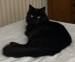 Reunited Male Cat last seen E. Dell Webb, Sun City Center, FL 33573