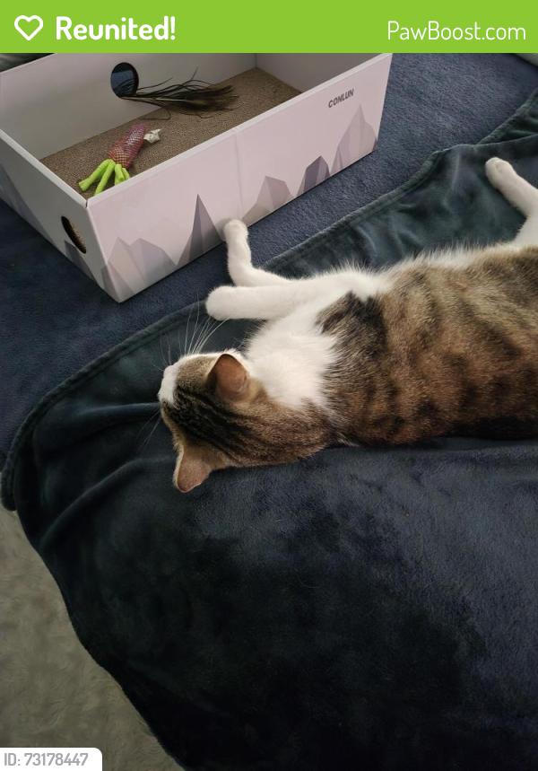 Reunited Male Cat last seen Near treetop dr, Palm Harbor, FL 34683