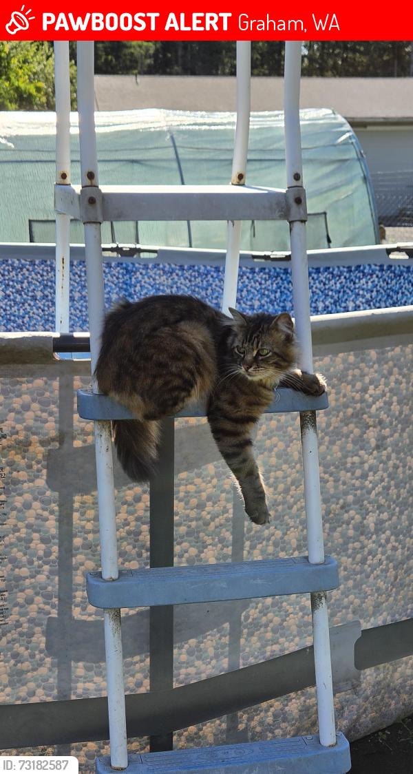 Lost Male Cat last seen 252nd st e and 50th, Graham, WA 98338