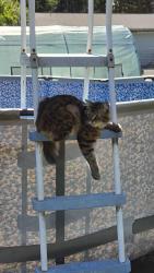 Lost Male Cat last seen 252nd st e and 50th, Graham, WA 98338