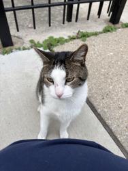 Found/Stray Unknown Cat last seen Near intersection of N Ridgeway and W George, Chicago, IL 60618