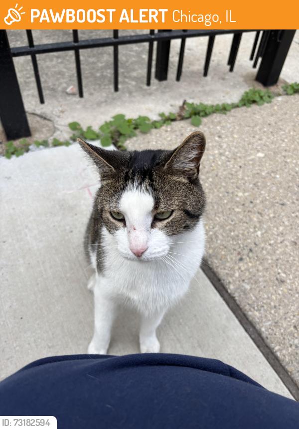 Found/Stray Unknown Cat last seen Near intersection of N Ridgeway and W George, Chicago, IL 60618
