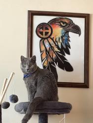 Reunited Female Cat last seen Near Anne Ave Brockton MA, Brockton, MA 02301