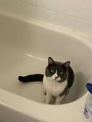 Reunited Male Cat last seen Mississauga Road and Lakeshore Road West, Mississauga, ON L5H 0A7