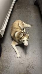 Reunited Male Dog last seen Reinerman St, Houston, TX 77007