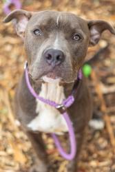 Shelter Stray Male Dog last seen Near Montreal Road East, Tucker 30084, 30084, GA, 3280 Chamblee Dunwoody Rd, Chamblee, GA 30341, USA