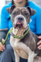 Shelter Stray Female Dog last seen Near Bralorne Dr Stone Mountain, 30087, 30087, GA, 3280 Chamblee Dunwoody Rd, Chamblee, GA 30341, USA