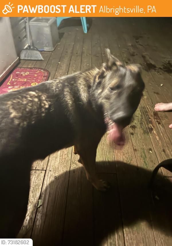 Found/Stray Female Dog last seen Evergreen rd, Albrightsville, PA 18210