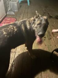 Found/Stray Female Dog last seen Evergreen rd, Albrightsville, PA 18210
