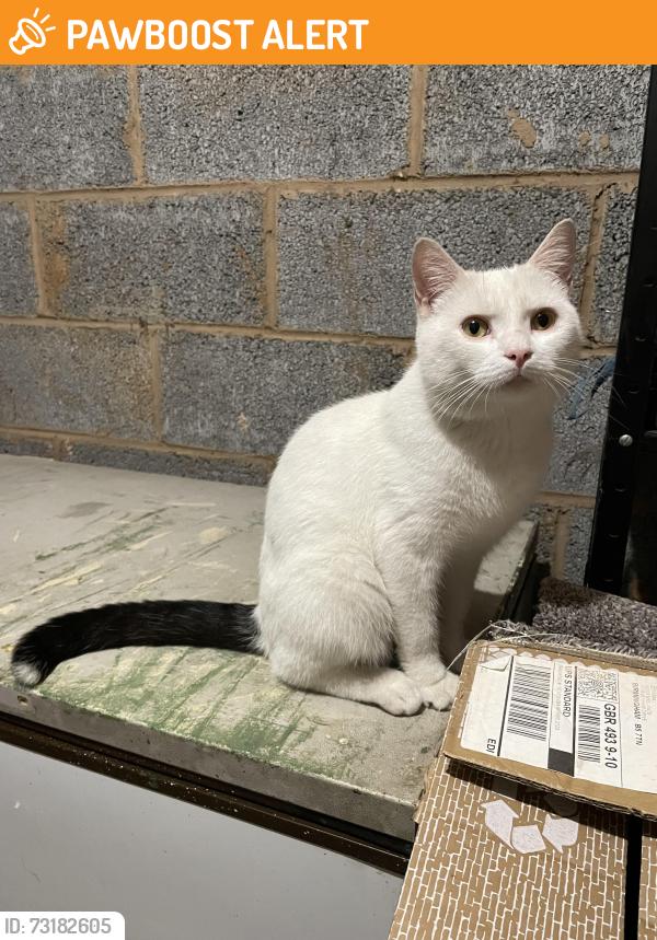 Found/Stray Male Cat last seen Near Odell Place, West Midlands, England 