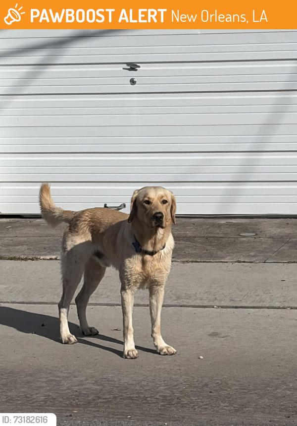 Found/Stray Male Dog last seen Short and freret, New Orleans, LA 70118