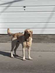 Found/Stray Male Dog last seen Short and freret, New Orleans, LA 70118