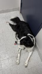 Reunited Male Dog last seen Reinerman St, Houston, TX 77007