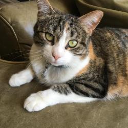 Lost Female Cat last seen doncaster rd., Atlanta, GA 30309
