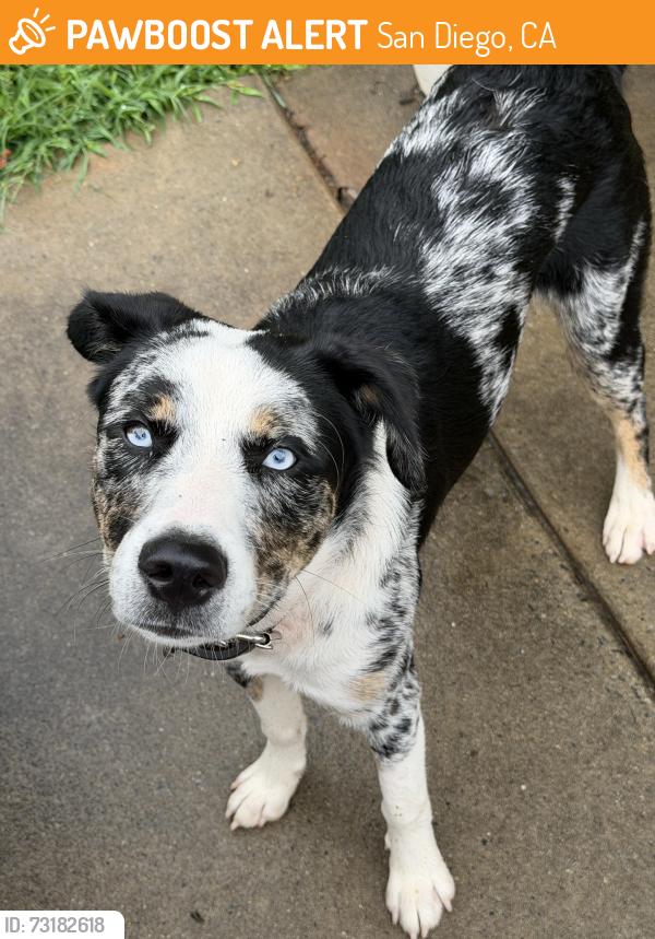 Found/Stray Male Dog last seen Near marathon gas station, San Diego, CA 92101