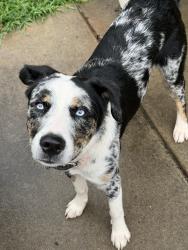 Found/Stray Male Dog last seen Near marathon gas station, San Diego, CA 92101