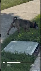 Found/Stray Male Dog last seen Holly and Shane drive going, Stowe, PA 19464