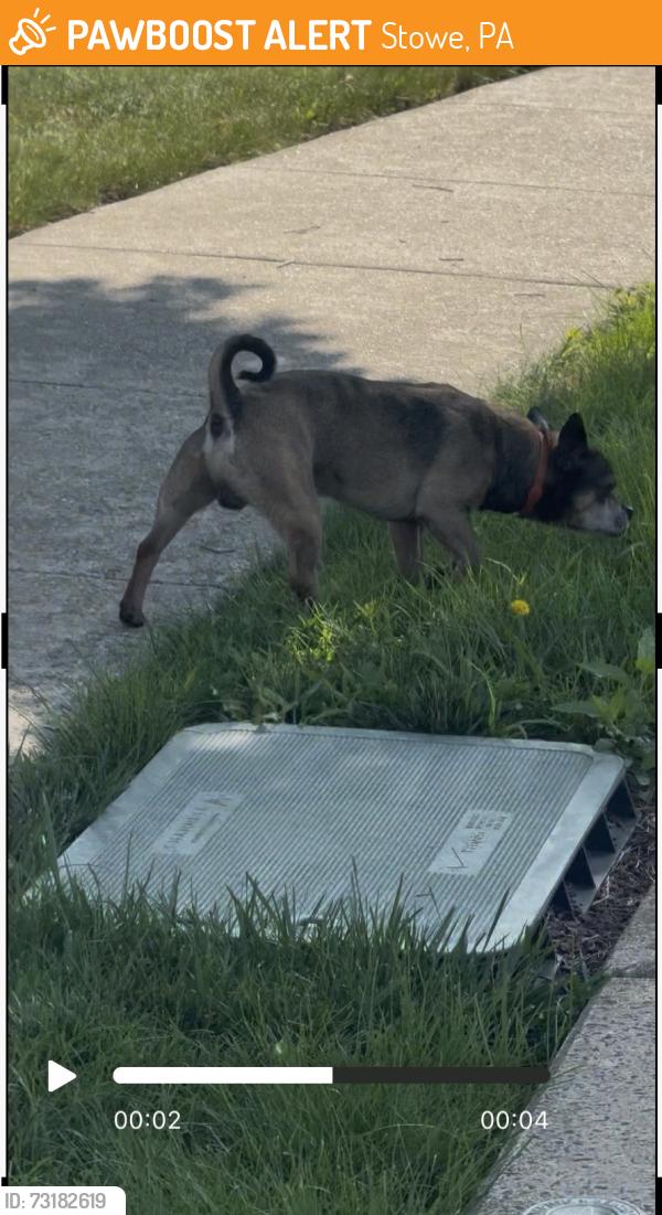 Found/Stray Male Dog last seen Holly and Shane drive going, Stowe, PA 19464