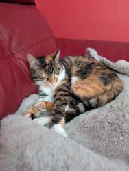 Lost Female Cat last seen Dinmor road, Wythenshawe, England M22 1WL