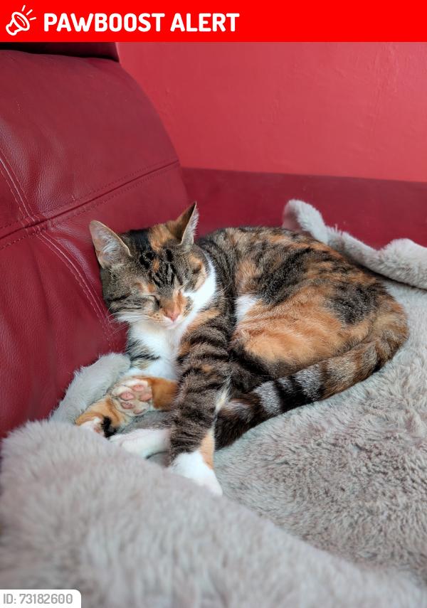 Lost Female Cat last seen Dinmor road, Wythenshawe, England M22 1WL