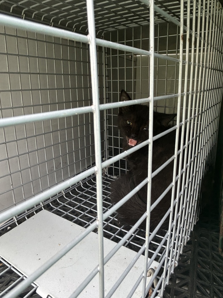 Shelter Stray Male Cat last seen Near Gainsborough Road, VIRGINIA BEACH, VA, 341 S Birdneck Rd, Virginia Beach, VA 23451, USA