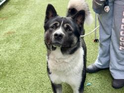 Shelter Stray Male Dog last seen Near Fdr Drive, NEW YORK, NY, 10026, 326 E 110th St, New York, NY 10029, USA