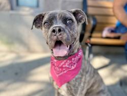 Shelter Stray Male Dog last seen E 112 Street, NEW YORK, NY, 10029, 326 E 110th St, New York, NY 10029, USA