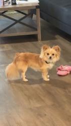 Lost Male Dog last seen Sierra K-8 School crosswalk, Tucson, AZ 85706