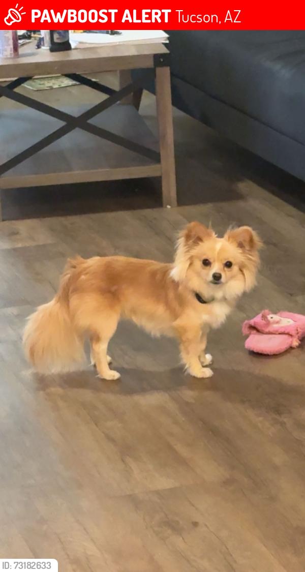 Lost Male Dog last seen Sierra K-8 School crosswalk, Tucson, AZ 85706