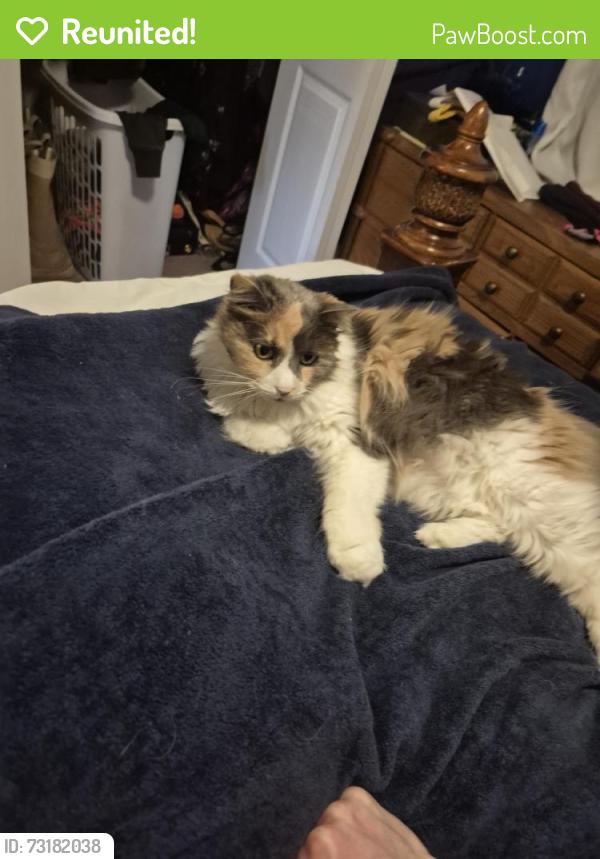 Reunited Female Cat last seen Thompson & 9th Ave, Beech Grove, IN 46107