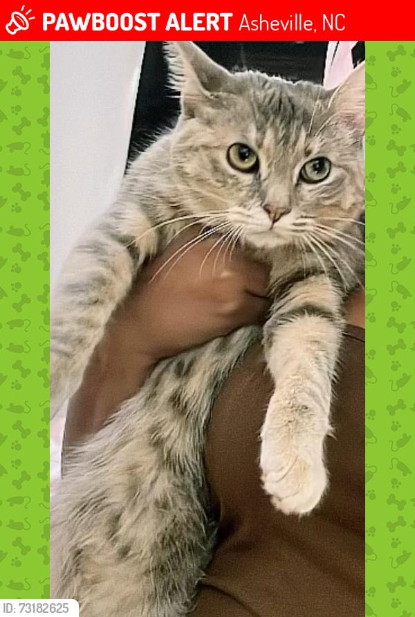 Lost Female Cat last seen Skyland apmts, Asheville, NC 28803