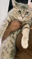 Lost Female Cat last seen Skyland apmts, Asheville, NC 28803
