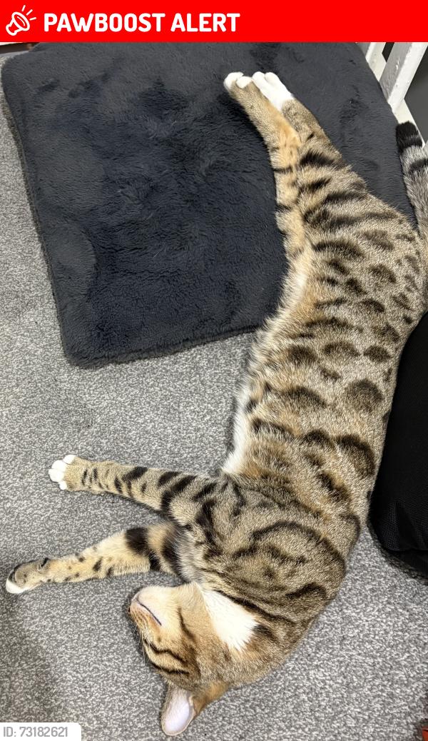 Lost Female Cat last seen Tescos in blackley, Greater Manchester, England 