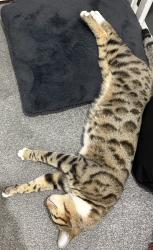 Lost Female Cat last seen Tescos in blackley, Greater Manchester, England 