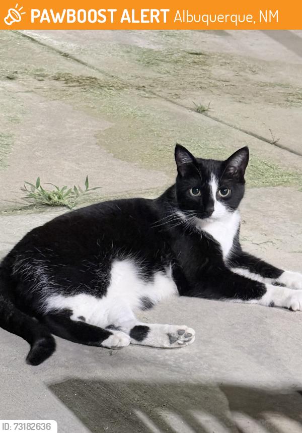 Found/Stray Unknown Cat last seen Academy and eubank, Albuquerque, NM 87111