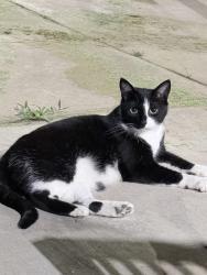 Found/Stray Unknown Cat last seen Academy and eubank, Albuquerque, NM 87111
