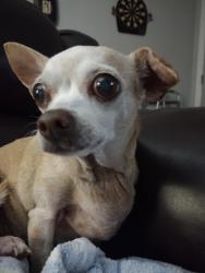 Reunited Female Dog last seen Harbor/Teakwood/harbor heights park, Punta Gorda, FL 33983