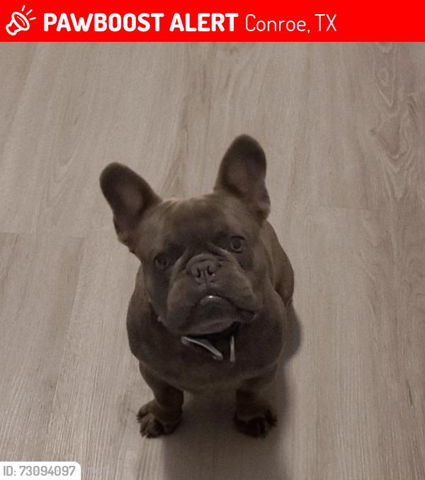 Lost Male Dog last seen River Plantation near Stonewall Jackson, Conroe, TX 77302