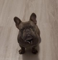 Lost Male Dog last seen River Plantation near Stonewall Jackson, Conroe, TX 77302