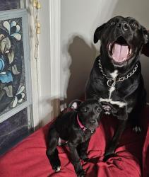 Reunited Female Dog last seen Old pageland marshville road/ Camden Roae, Union County, NC 28174